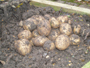 Ever the Gardeners' Seasonal Favourite - Charlotte Potatoes