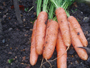 Super Sweet Organic Carrots